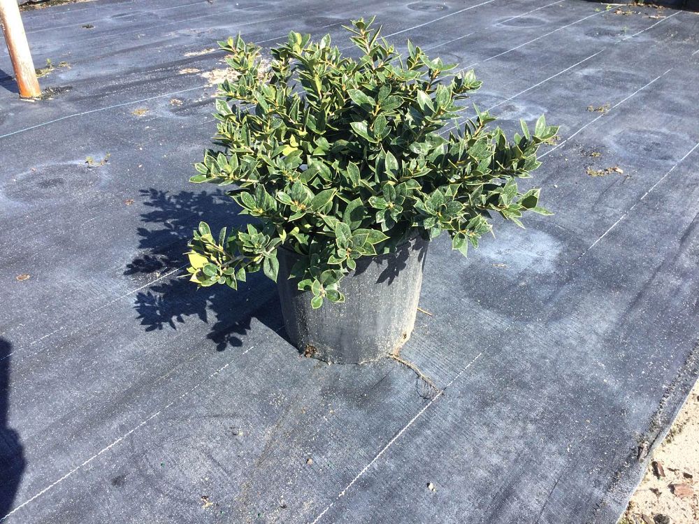 ilex-cornuta-carissa-chinese-holly-horned-holly