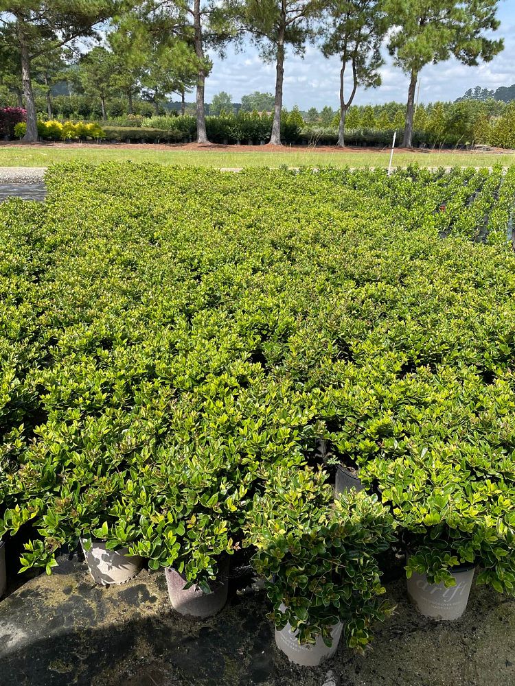 ilex-cornuta-carissa-chinese-holly-horned-holly