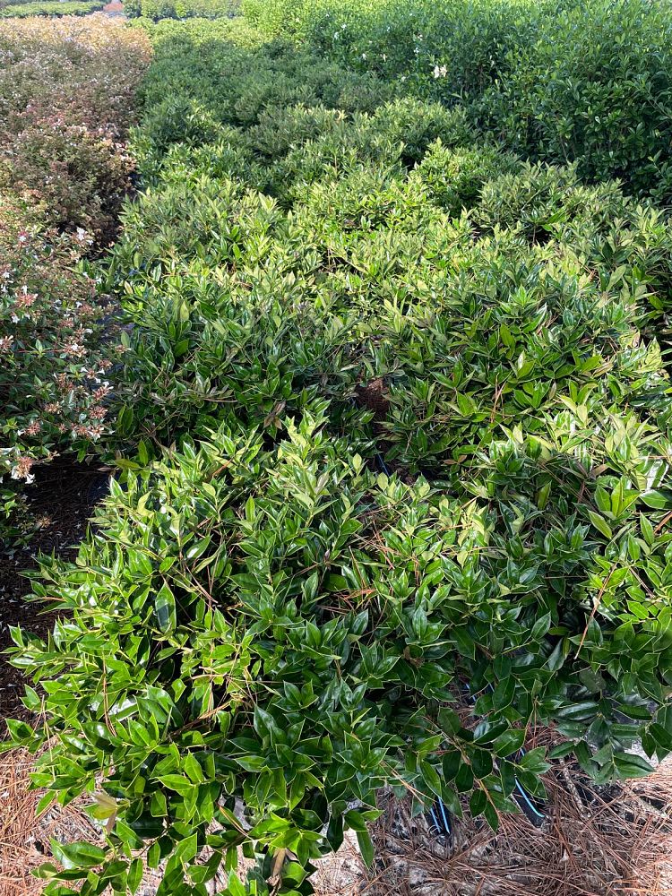 ilex-cornuta-carissa-chinese-holly-horned-holly