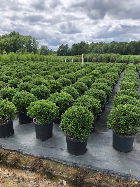 ilex-cornuta-carissa-chinese-holly-horned-holly