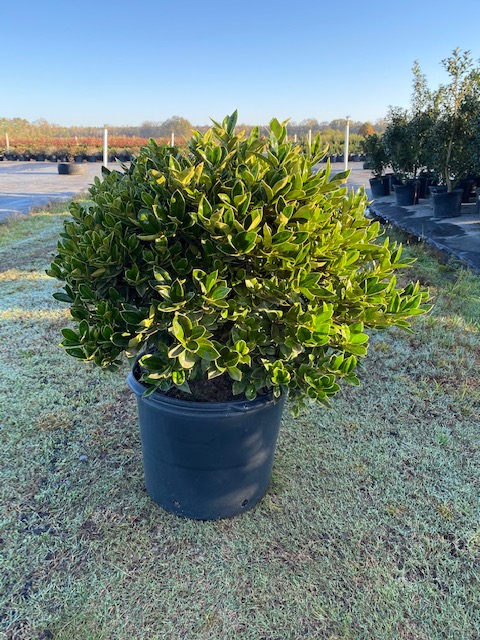 ilex-cornuta-carissa-chinese-holly-horned-holly