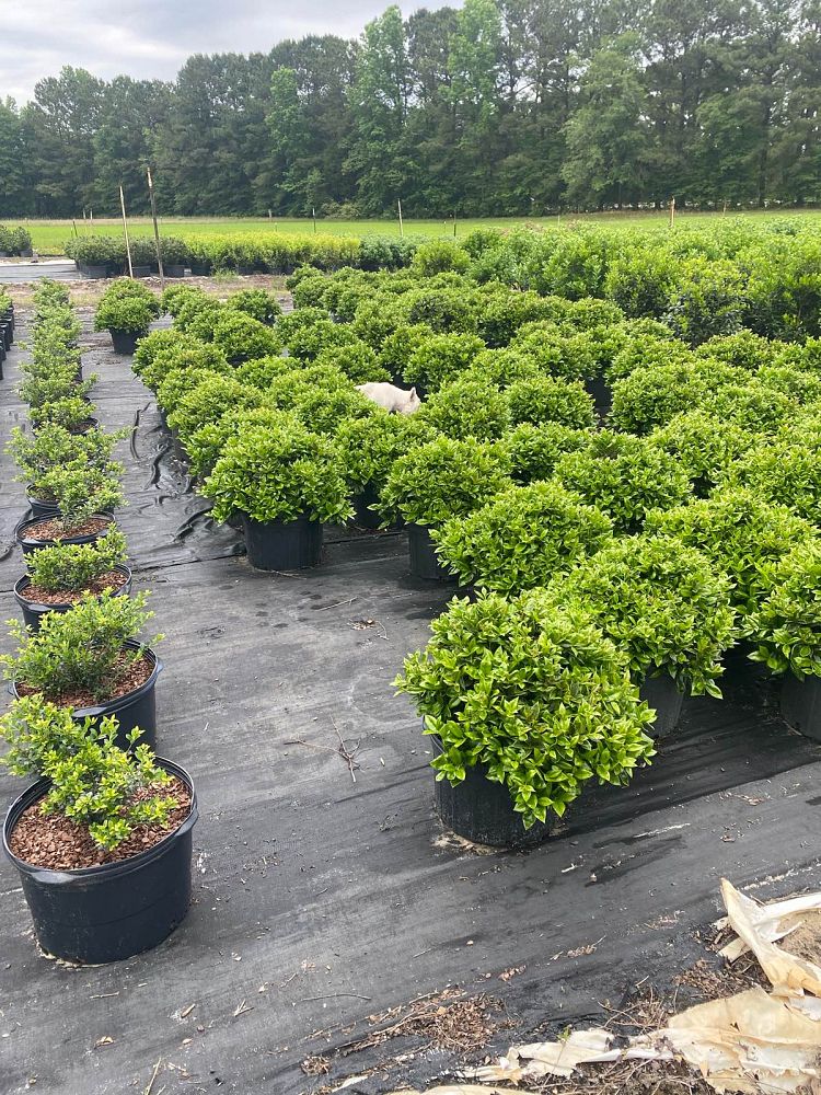 ilex-cornuta-carissa-chinese-holly-horned-holly