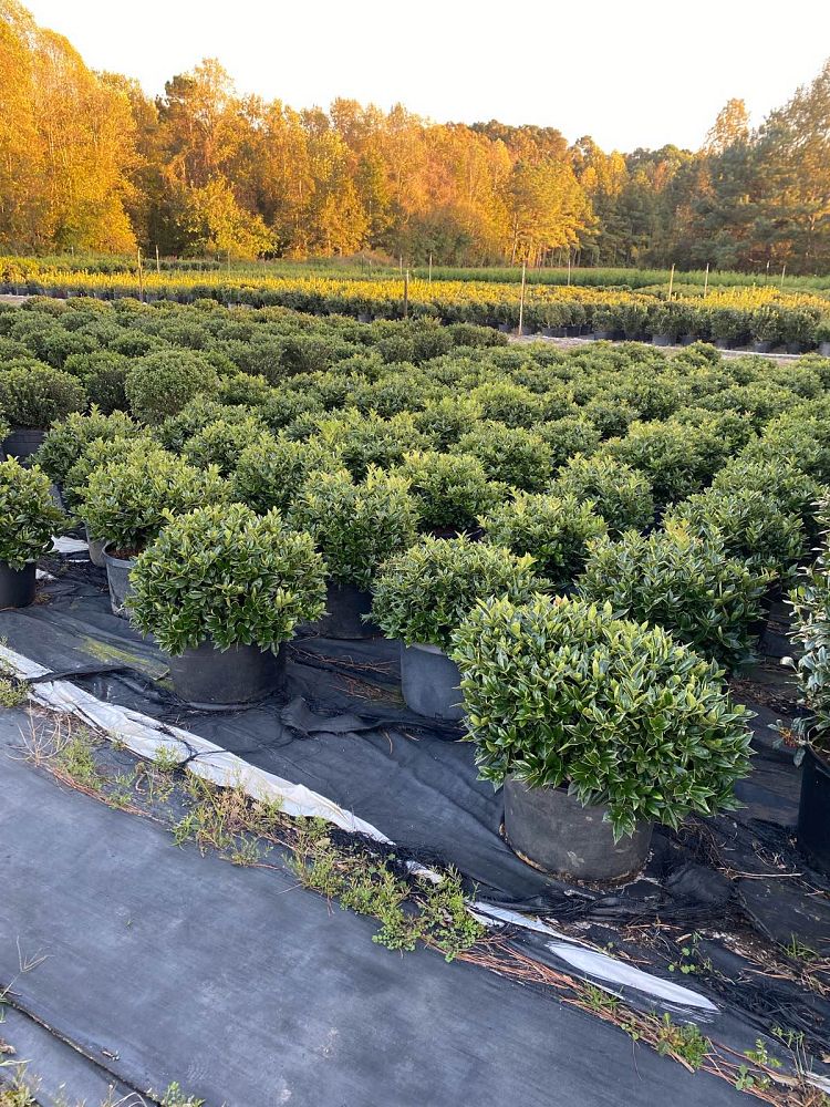 ilex-cornuta-carissa-chinese-holly-horned-holly
