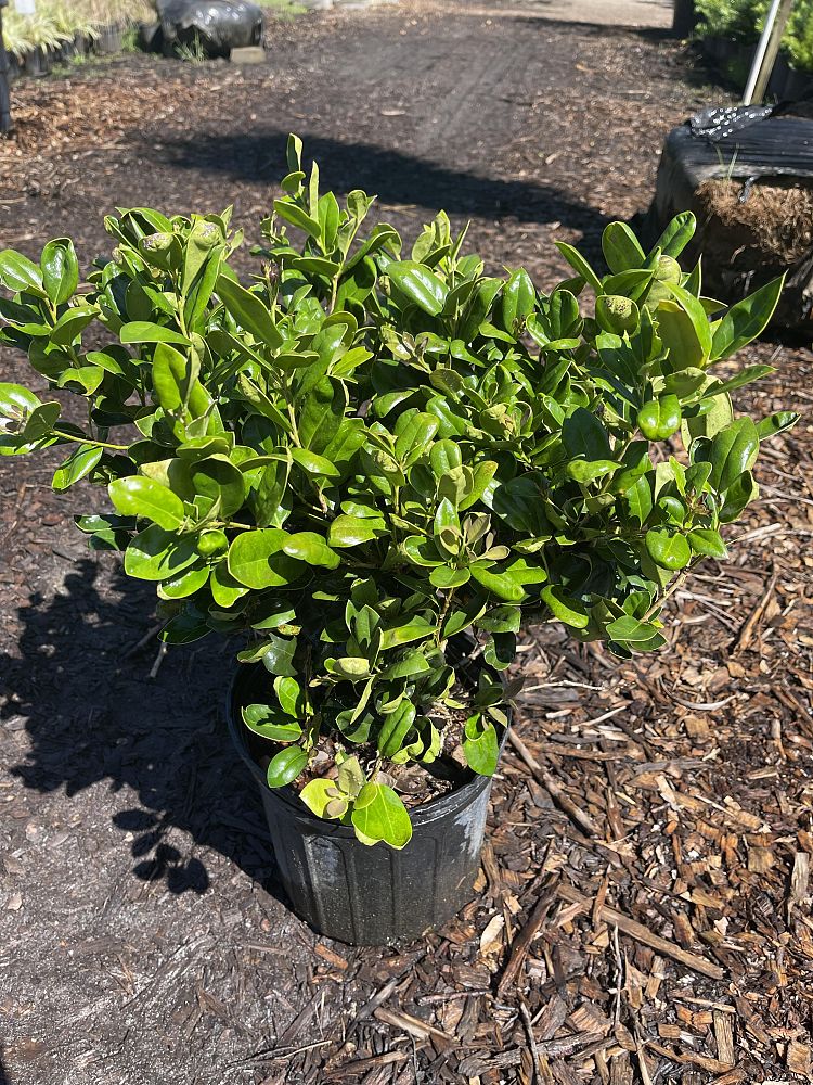 ilex-cornuta-carissa-chinese-holly-horned-holly