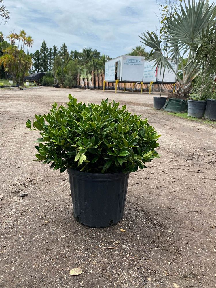 ilex-cornuta-carissa-chinese-holly-horned-holly
