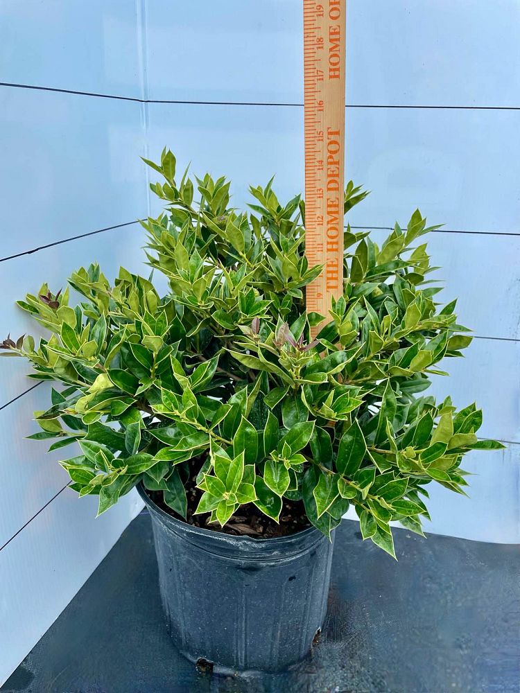 ilex-cornuta-carissa-chinese-holly-horned-holly