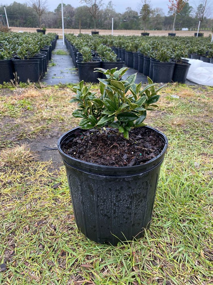 ilex-cornuta-carissa-chinese-holly-horned-holly