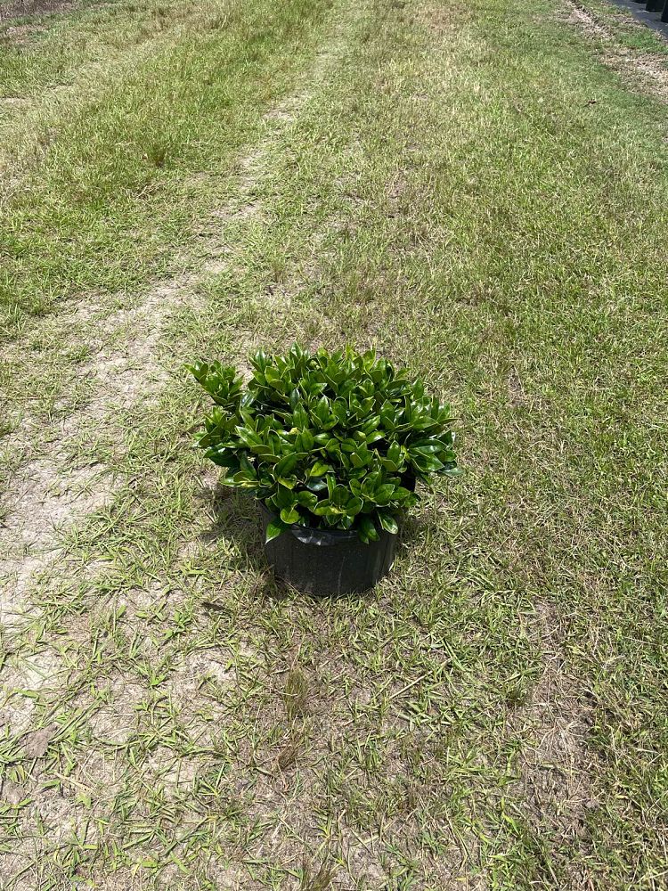 ilex-cornuta-carissa-chinese-holly-horned-holly