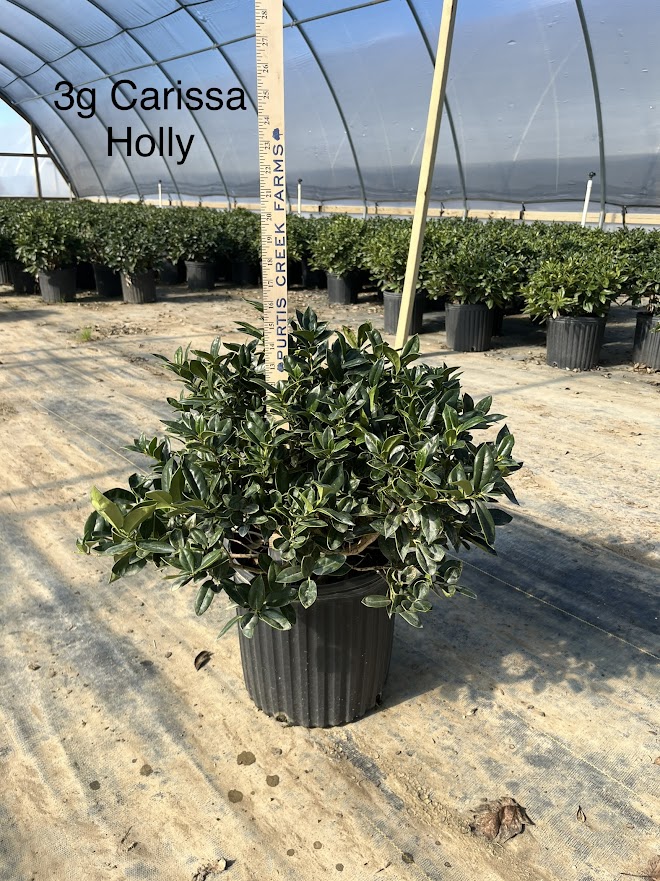 ilex-cornuta-carissa-chinese-holly-horned-holly