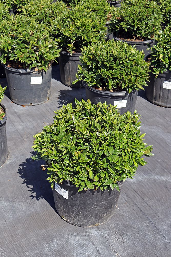 ilex-cornuta-carissa-chinese-holly-horned-holly
