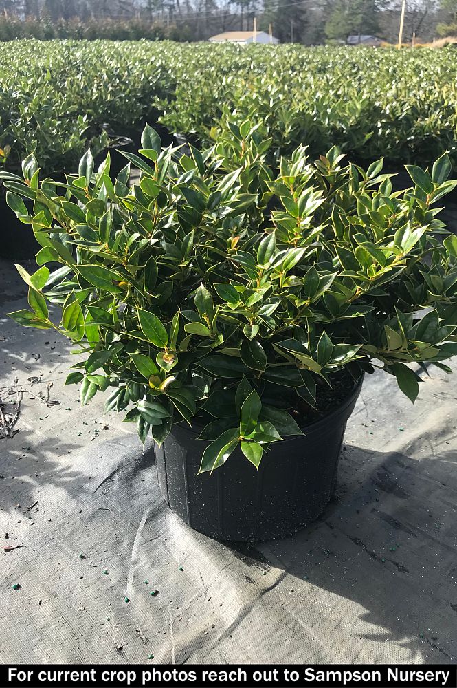 ilex-cornuta-carissa-chinese-holly-horned-holly