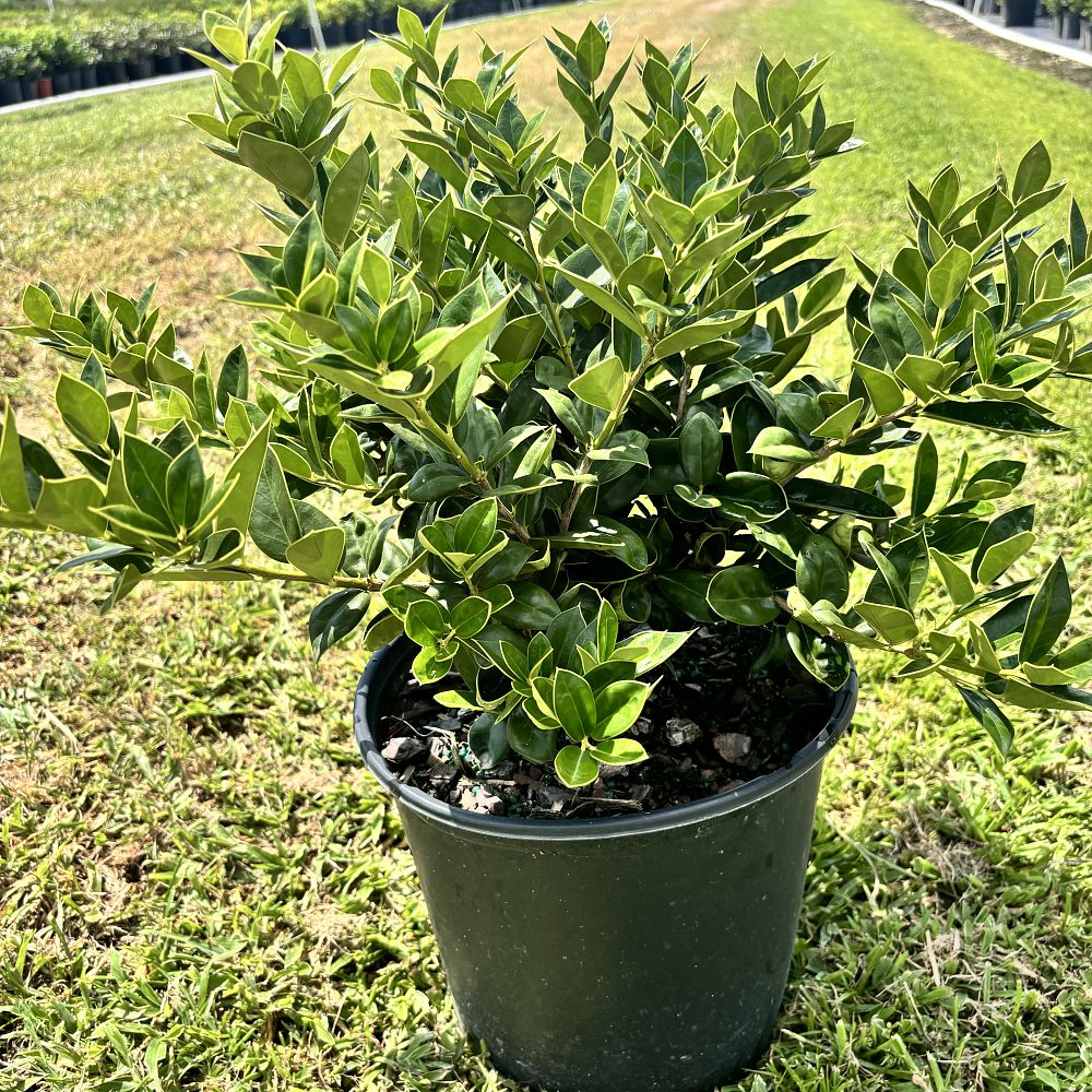 ilex-cornuta-carissa-chinese-holly-horned-holly