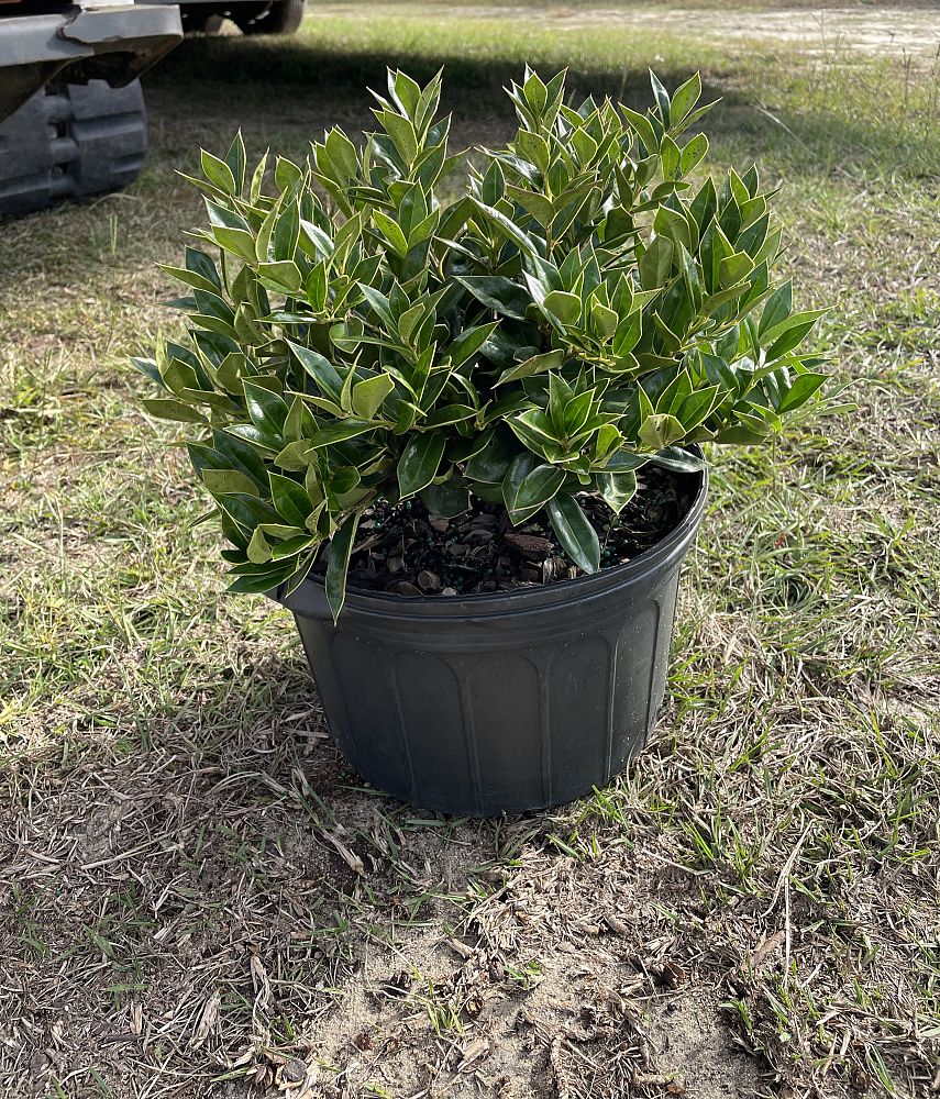 ilex-cornuta-carissa-chinese-holly-horned-holly