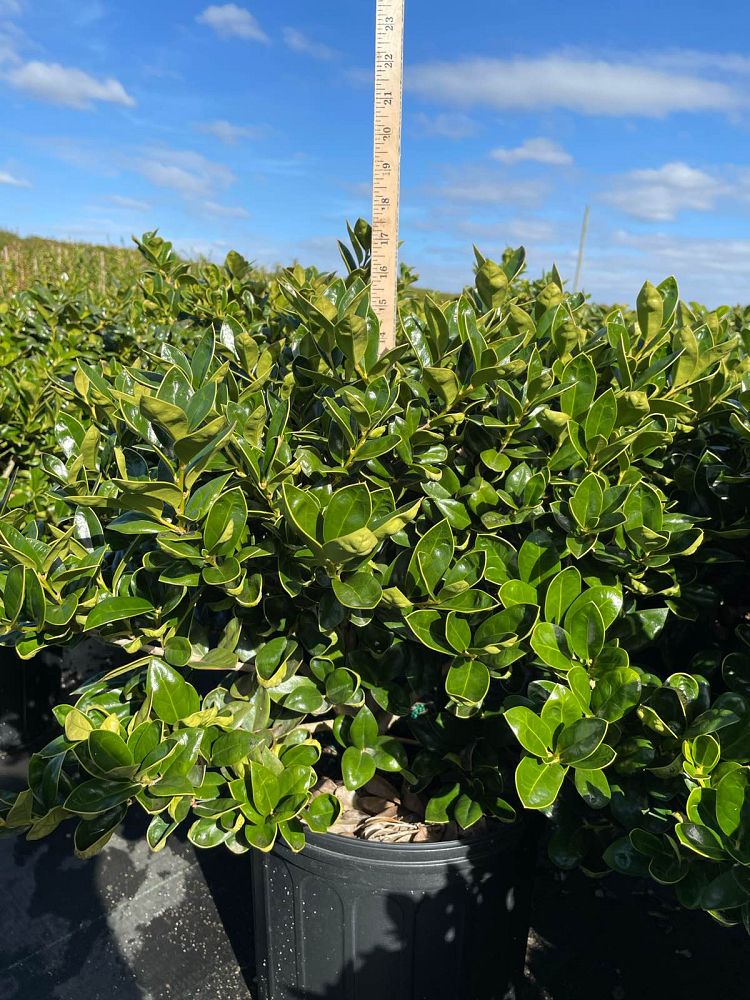 ilex-cornuta-carissa-chinese-holly-horned-holly