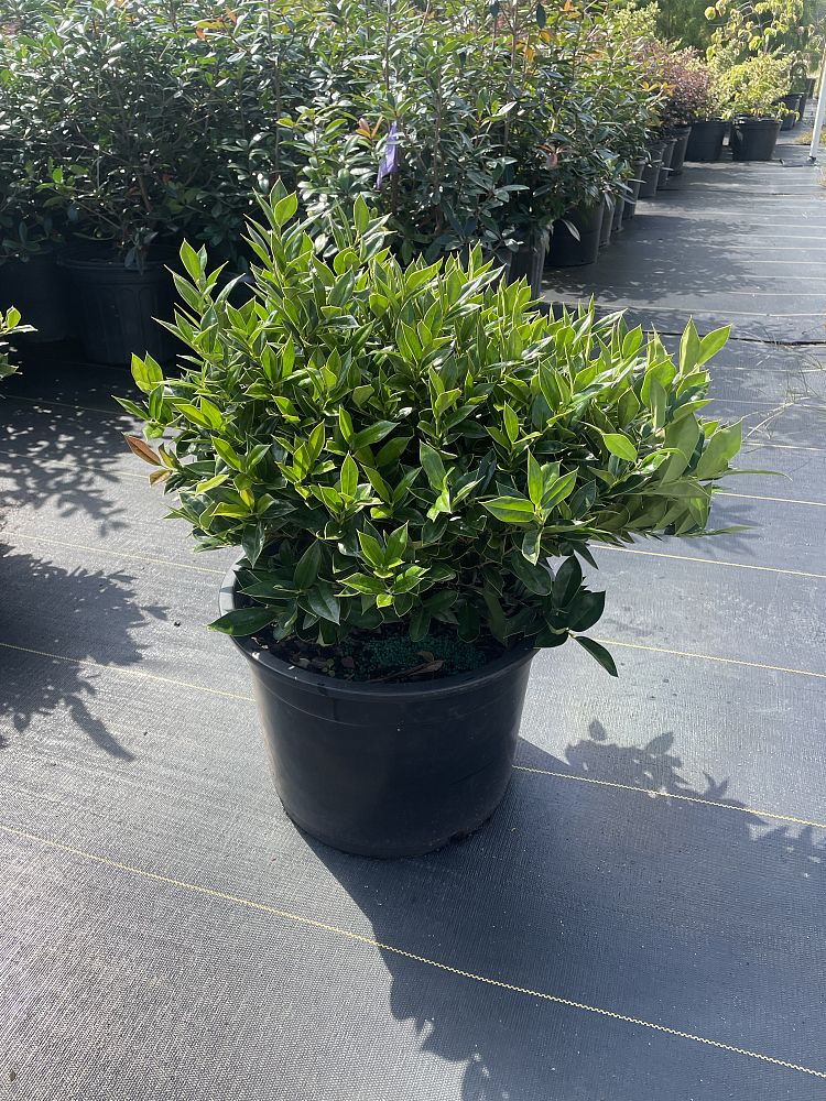 ilex-cornuta-carissa-chinese-holly-horned-holly