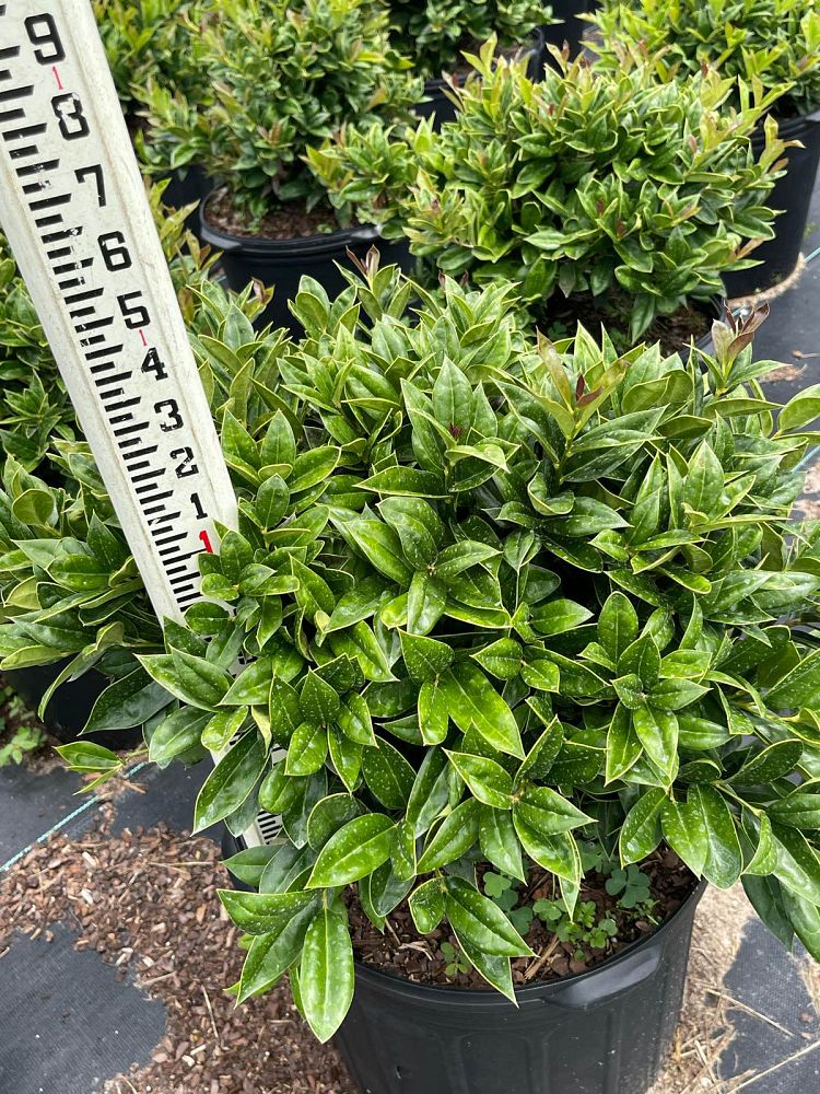 ilex-cornuta-carissa-chinese-holly-horned-holly