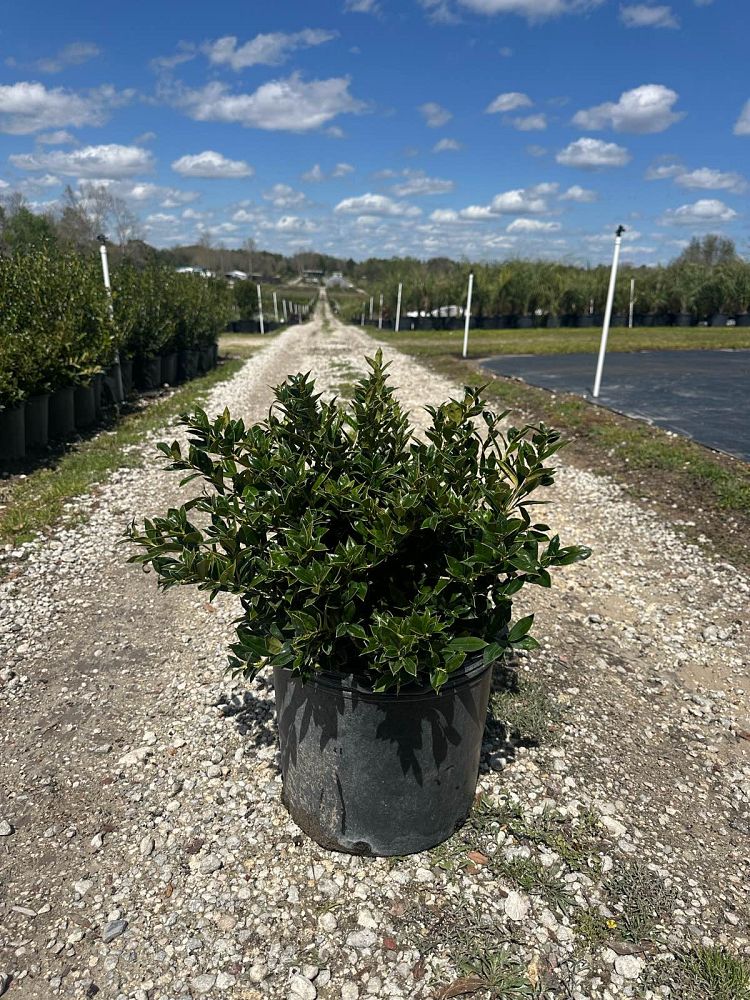 ilex-cornuta-carissa-chinese-holly-horned-holly