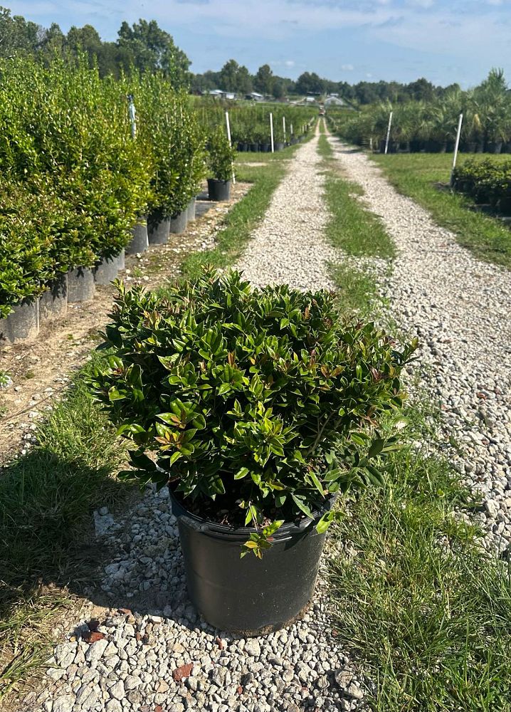 ilex-cornuta-carissa-chinese-holly-horned-holly