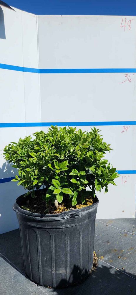 ilex-cornuta-carissa-chinese-holly-horned-holly