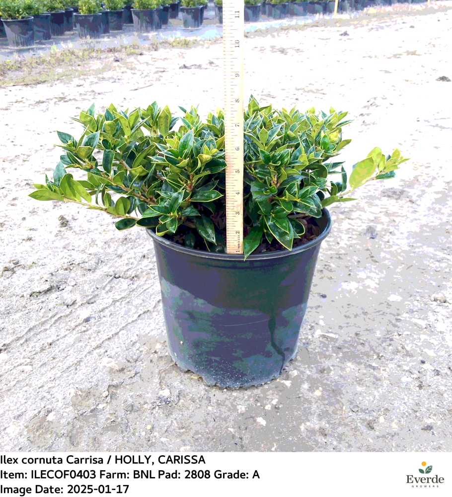 ilex-cornuta-carissa-chinese-holly-horned-holly