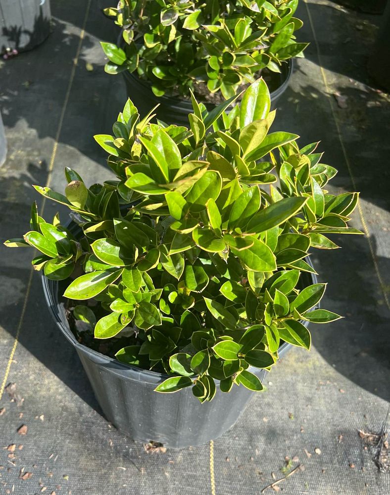 ilex-cornuta-carissa-chinese-holly-horned-holly