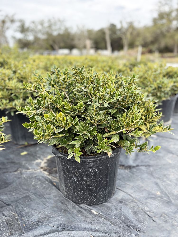 ilex-cornuta-carissa-chinese-holly-horned-holly