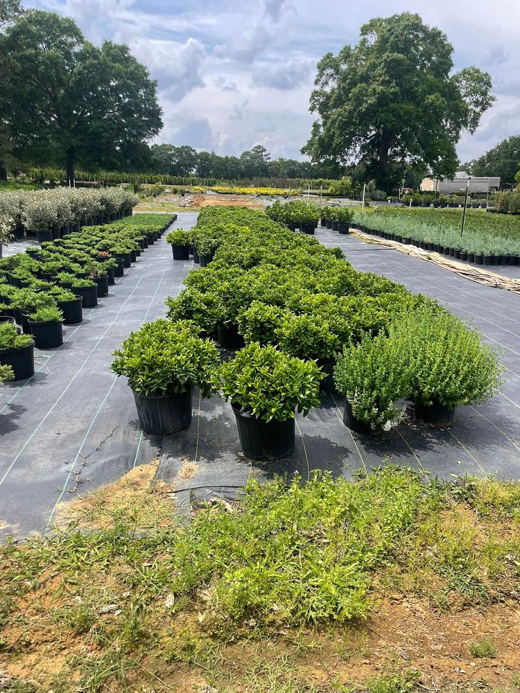 ilex-cornuta-carissa-chinese-holly-horned-holly