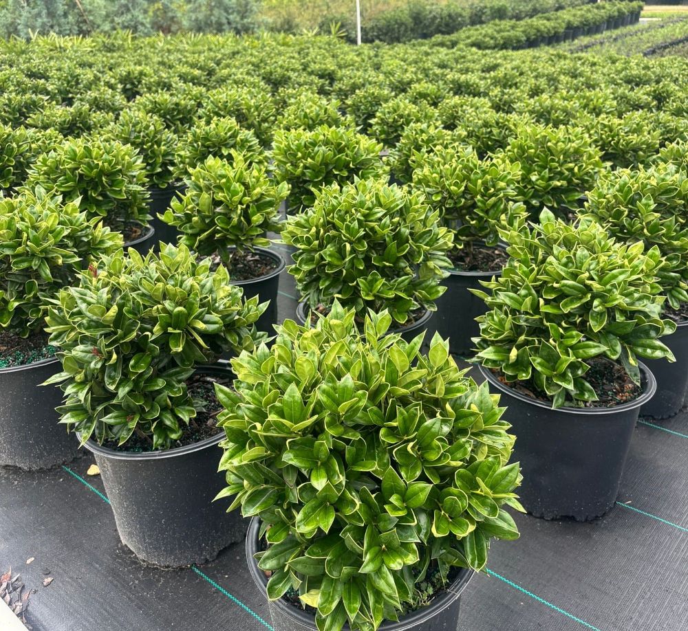ilex-cornuta-carissa-chinese-holly-horned-holly