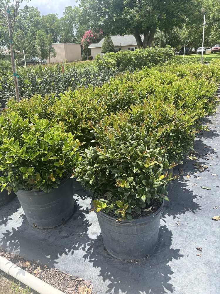ilex-cornuta-carissa-chinese-holly-horned-holly