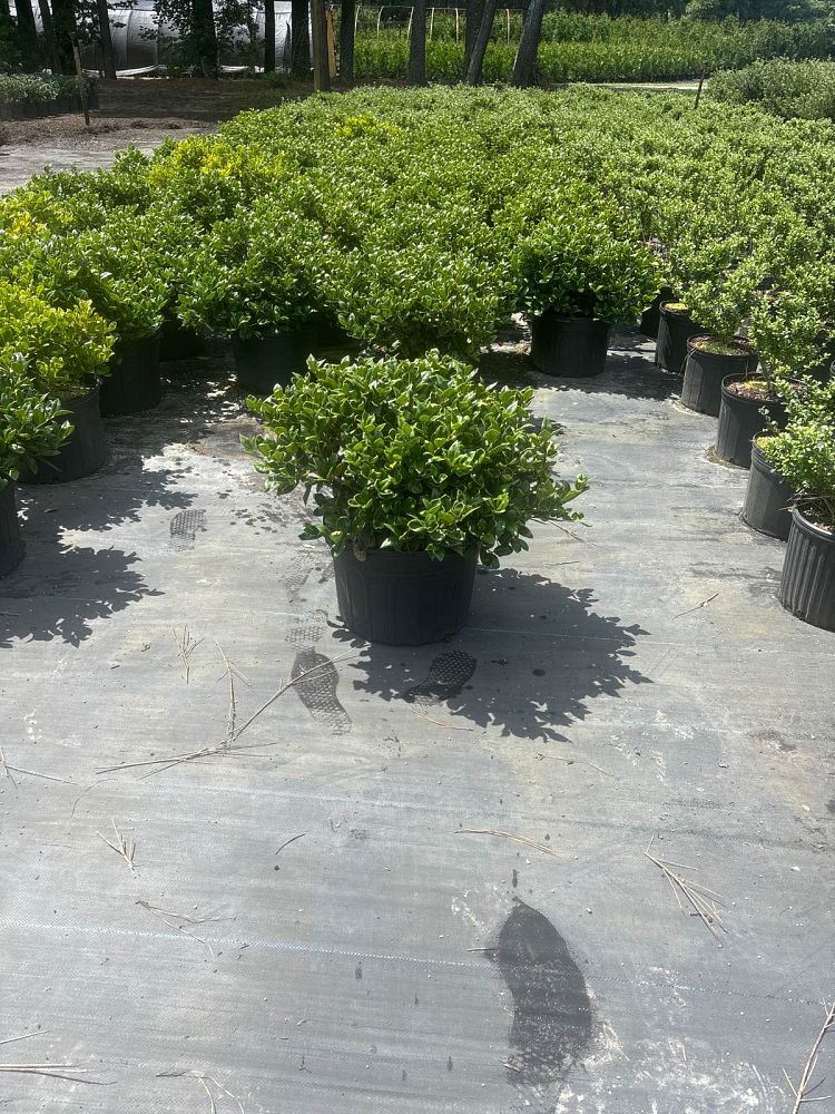 ilex-cornuta-carissa-chinese-holly-horned-holly