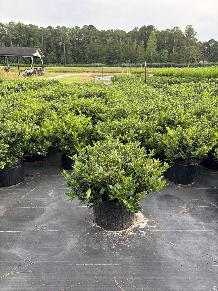 ilex-cornuta-carissa-chinese-holly-horned-holly