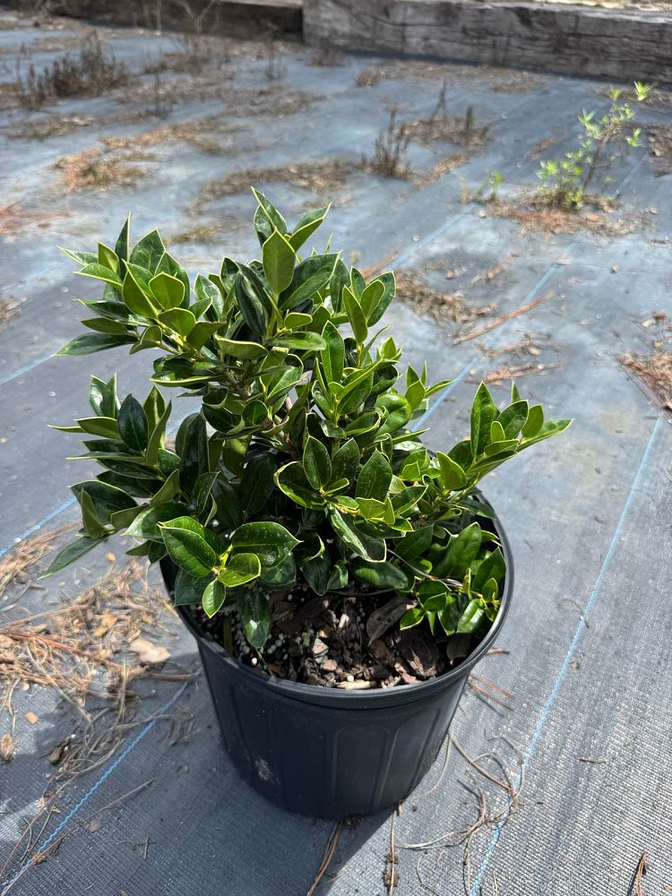 ilex-cornuta-carissa-chinese-holly-horned-holly