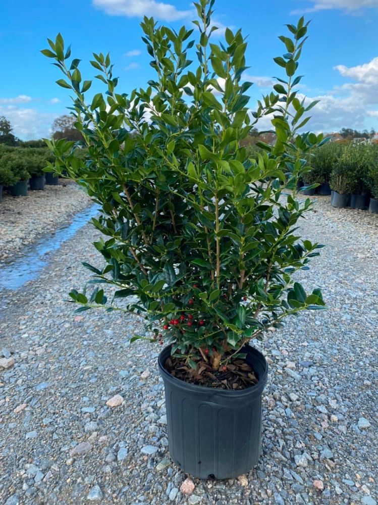 ilex-cornuta-chinese-holly-horned-holly