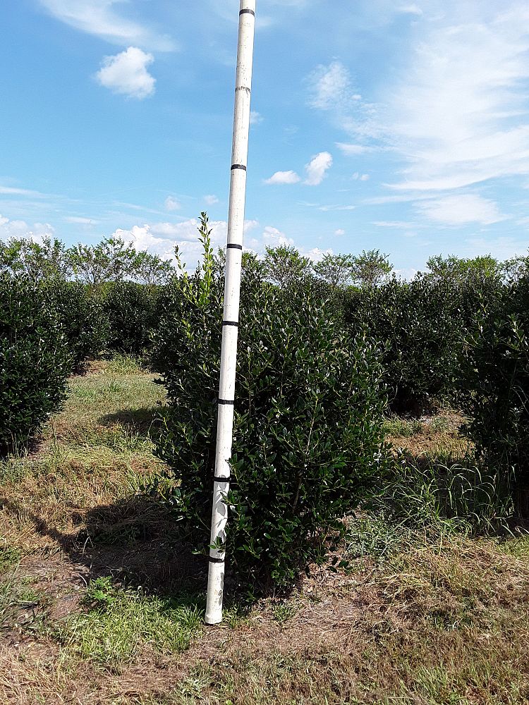 ilex-cornuta-delcambre-chinese-holly-horned-holly