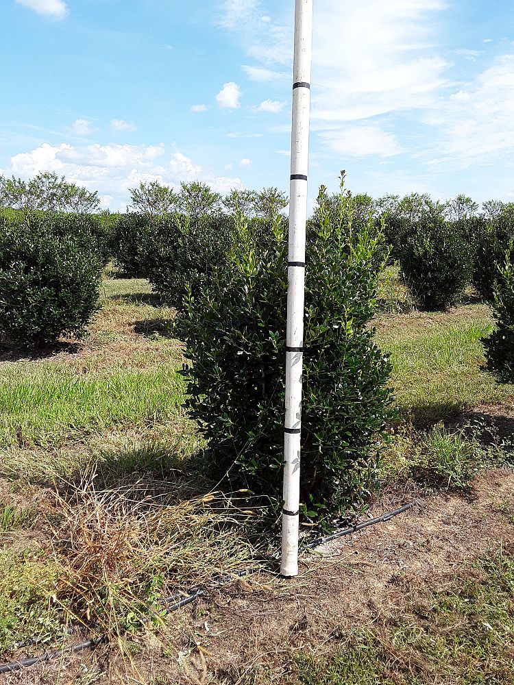 ilex-cornuta-delcambre-chinese-holly-horned-holly