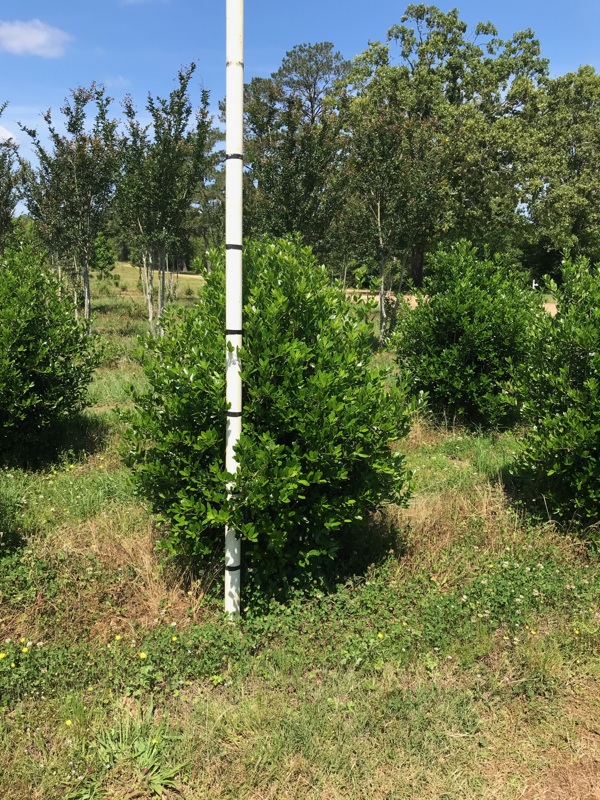 ilex-cornuta-delcambre-chinese-holly-horned-holly