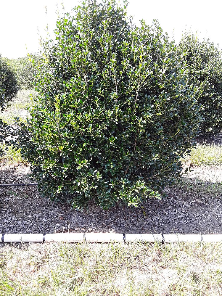 ilex-cornuta-delcambre-chinese-holly-horned-holly