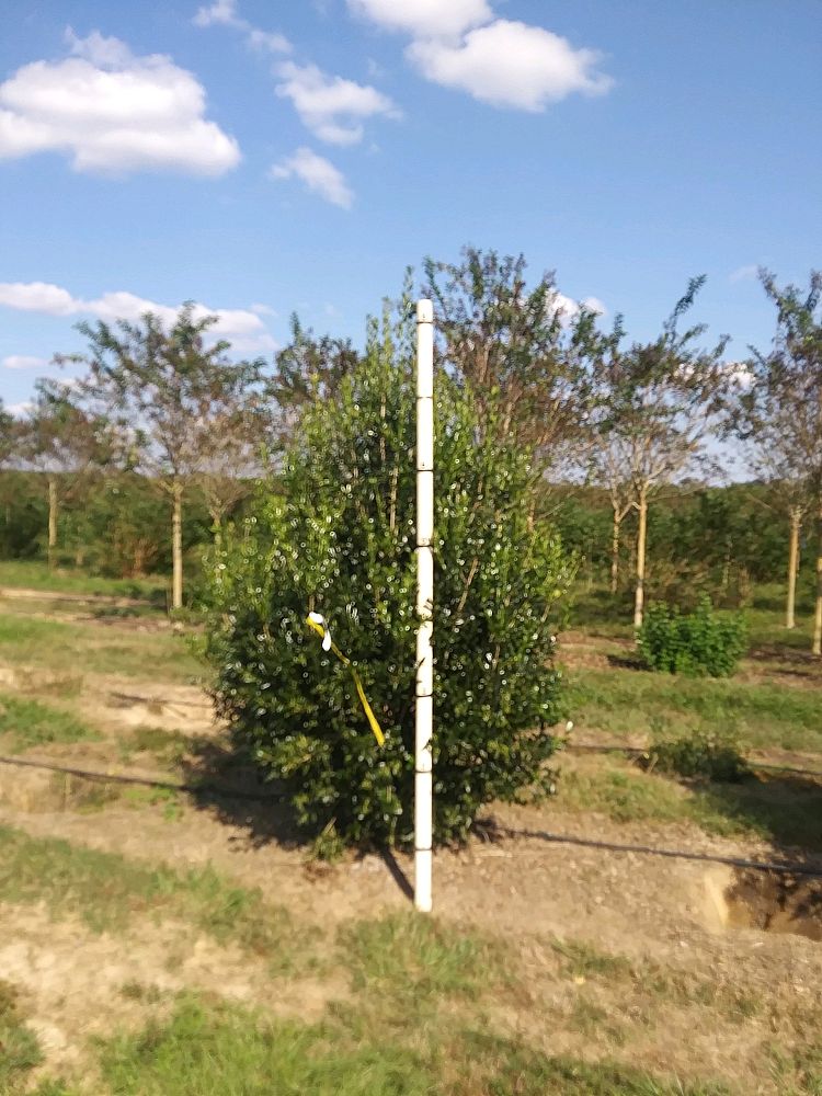 ilex-cornuta-delcambre-chinese-holly-horned-holly