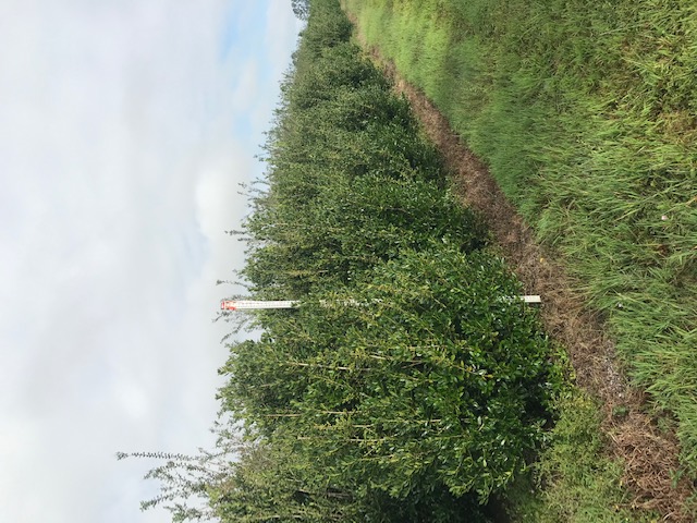 ilex-cornuta-delcambre-chinese-holly-horned-holly
