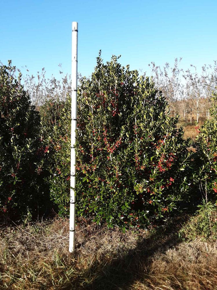ilex-cornuta-delcambre-chinese-holly-horned-holly