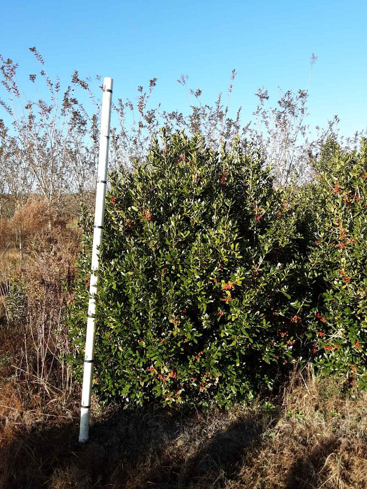 ilex-cornuta-delcambre-chinese-holly-horned-holly