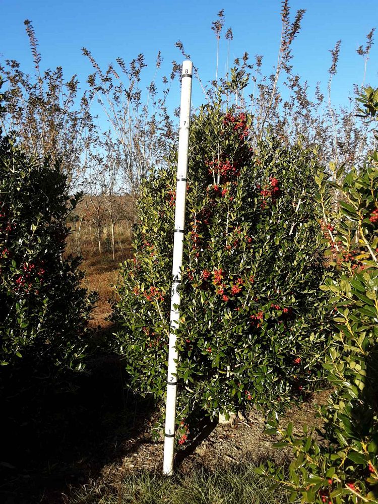ilex-cornuta-delcambre-chinese-holly-horned-holly