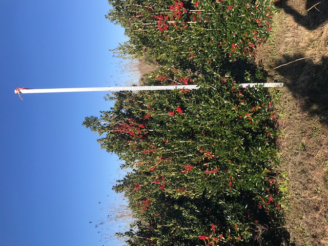 ilex-cornuta-delcambre-chinese-holly-horned-holly