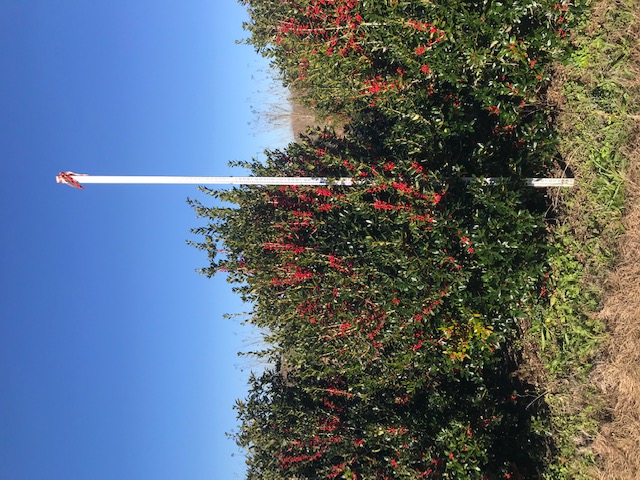 ilex-cornuta-delcambre-chinese-holly-horned-holly