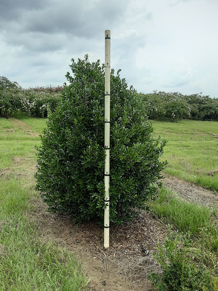 ilex-cornuta-delcambre-chinese-holly-horned-holly