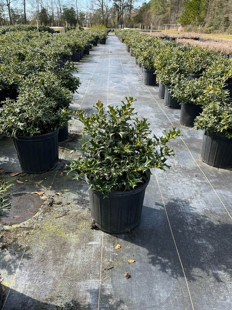 ilex-cornuta-dwarf-rotunda-chinese-holly-horned-holly