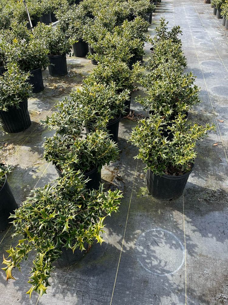 ilex-cornuta-dwarf-rotunda-chinese-holly-horned-holly