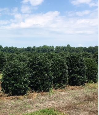 ilex-cornuta-fine-line-chinese-holly-horned-holly