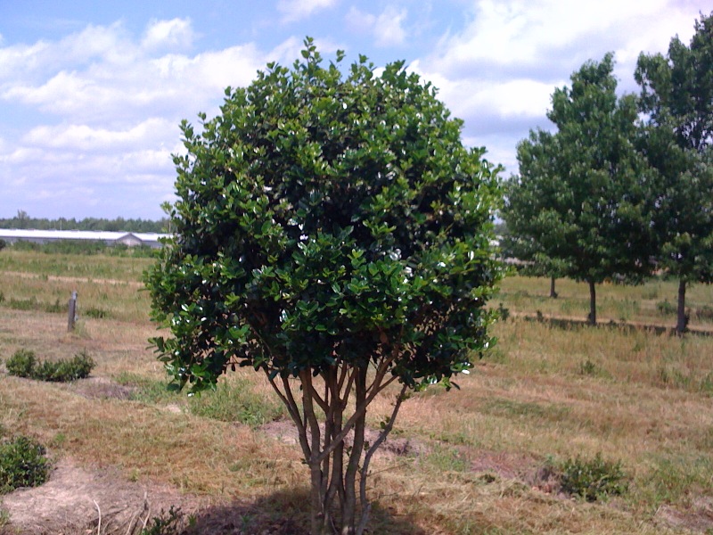 ilex-cornuta-fine-line-chinese-holly-horned-holly