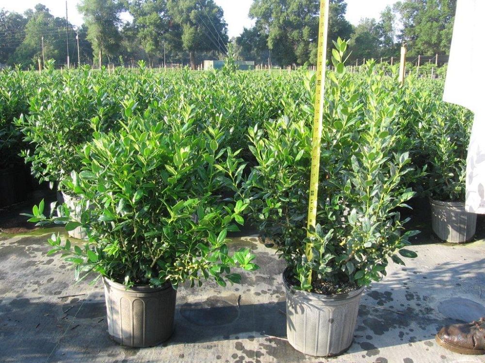 Ilex cornuta 'Needlepoint', Chinese holly, Horned Holly
